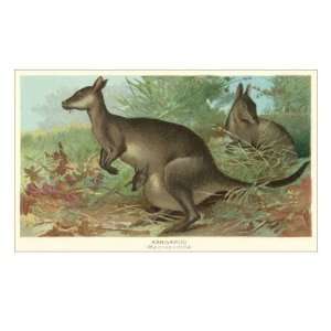  Big Gray Kangaroos Premium Poster Print, 16x24