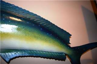 XL 34 inch Mahi Mahi Dolphin Fish Mount  Cool Colors  