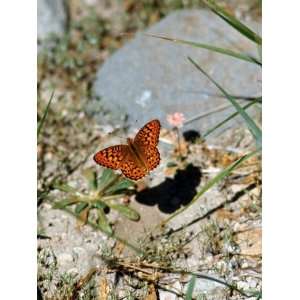  Close Up of Butterfly in Lassen Volcanic National Park 