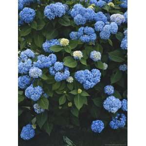 Nature Scene of Blue Hydrangeas in Blythedale Park, Mill Valley, Mill 