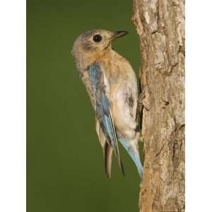 Eastern Bluebird at Nesting Cavity, Willacy County, Rio Grande Valley 