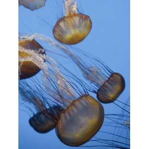 California, Monterey Bay Acquarium, Pacific Sea Nettle Jellyfish, USA 