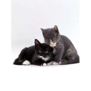  Domestic Cat, Blue Cream Kitten Washing Her Brothers Ear 