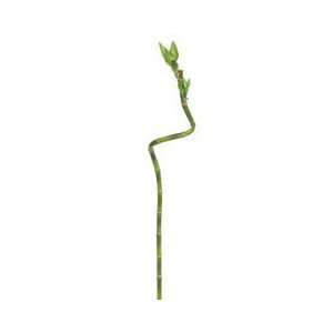  22 Lucky Bamboo Spray X1 Green (Pack of 12) Beauty