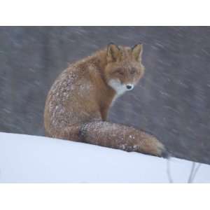  Red Fox Sitting in Snow, Kronotsky Nature Reserve 