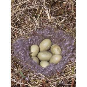  Common Eider Nest with Seven Eggs (Somateria Mollissima 
