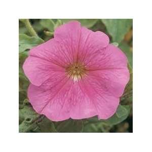  140 Wholesale Petunia Madness Sheer Live Flower Plant 