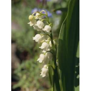  Close Up of Flowers of Lily of the Valley, Taken in May 