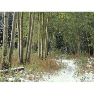  Light Snow and Quaking Aspen Trees, White River National 