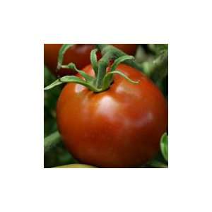   Organic Crimson Sprinter Slicers Tomato Patio, Lawn & Garden