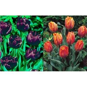   Irene & Black Hero Tulip Collection (15 bulbs) Patio, Lawn & Garden
