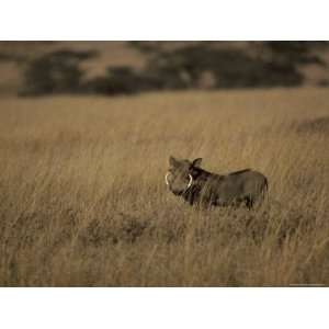  Warthog Portrait on Savannah Grassland with Large Tusks 