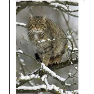  European Wild Cat   Sitting in tree. Winter Photographic 